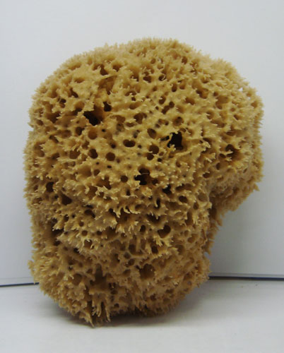 Extra Quality Sea Sponge-large