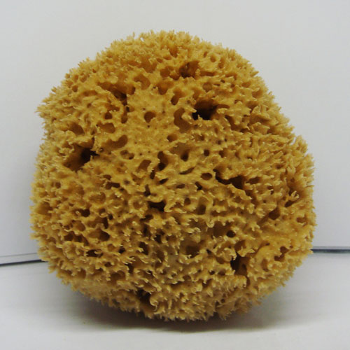 Extra Quality Sea Sponge-medium