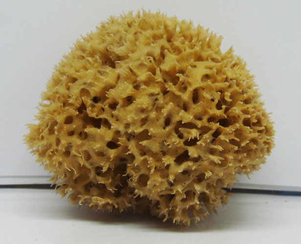 Extra Quality Sea Sponge-small