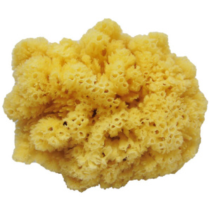 Sea Sponge Extra Large (12-14 inches)