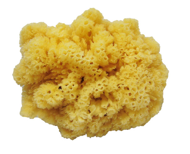 Sea Sponge-size 55