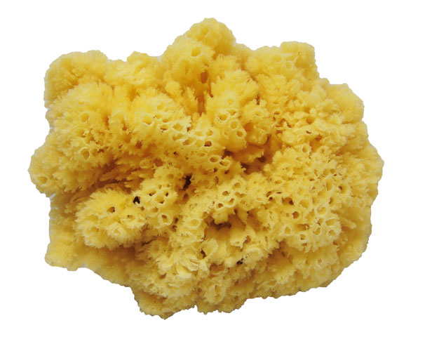 Sea Sponge Extra Large (12-14 inches)