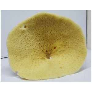 Sea Sponge for make up remove-small