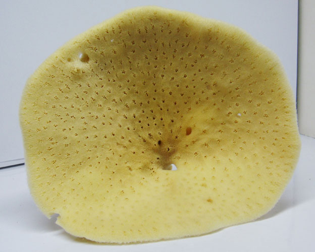 Sea Sponge for make up remove-small